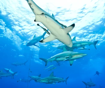 Why Aren’t All Blue Whales Ridden with Cancer?